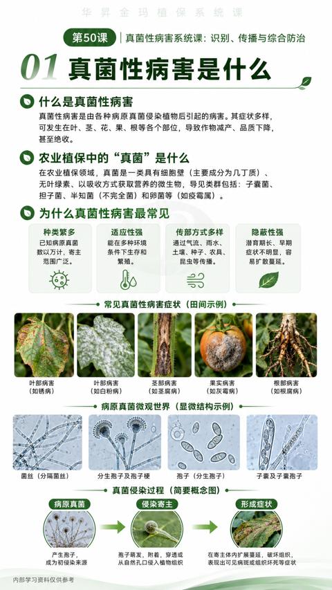 01真菌性病害是什么（真菌性病害是由各种病原真菌侵染植物后引起的病害。其症状多样）｜华昇金玛植保系统课技术图