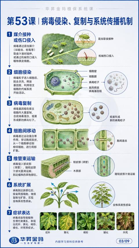第53课|病毒侵染、复制与系统传播机制（病毒粒子进入细胞后）｜华昇金玛植保系统课技术图
