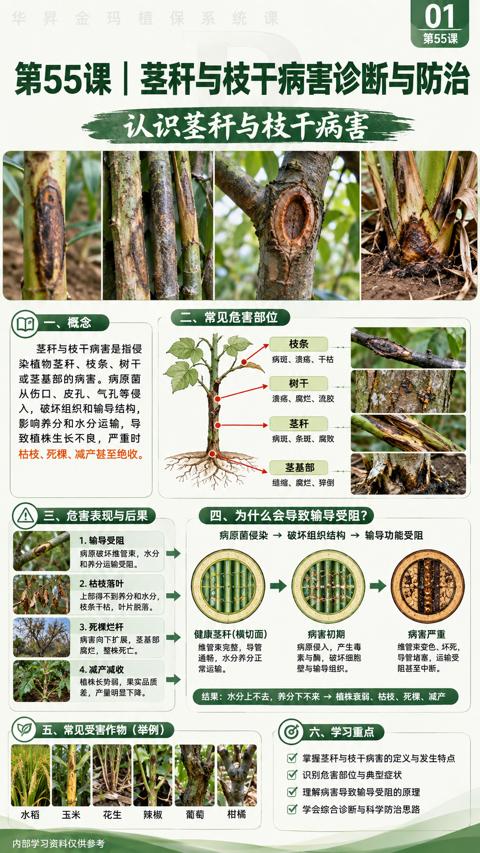 第55课|茎秆与枝干病害诊断与防治（掌握茎秆与枝干病害的定义与发生特点）｜华昇金玛植保系统课技术图