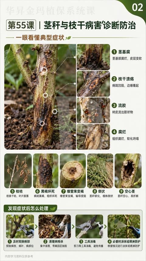 第55课 | 茎秆与枝干病害诊断防治（剪除病枝、病叶、病部位）｜华昇金玛植保系统课技术图