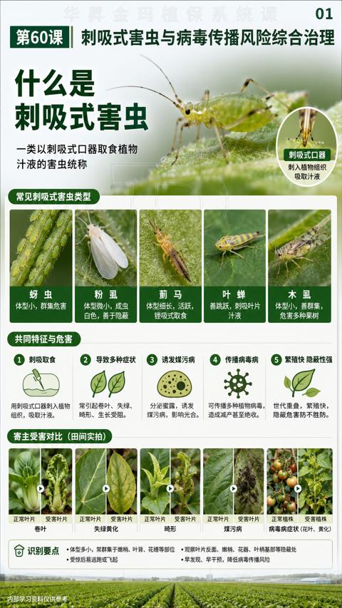 刺吸式害虫（刺吸式害虫与病毒传播风险综合治理）｜华昇金玛植保系统课技术图