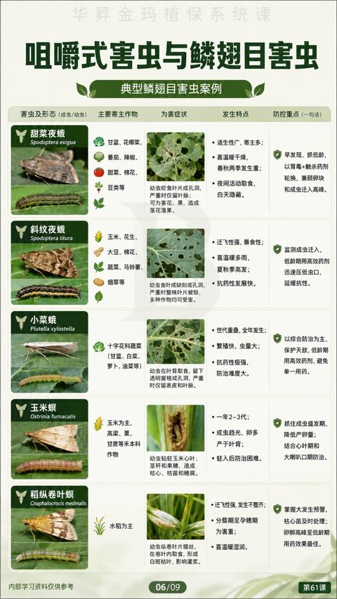 咀嚼式害虫与鳞翅目害虫｜华昇金玛植保系统课技术图