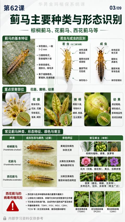 蓟马主要种类与形态识别（Frankliniella occidentalis））｜华昇金玛植保系统课技术图