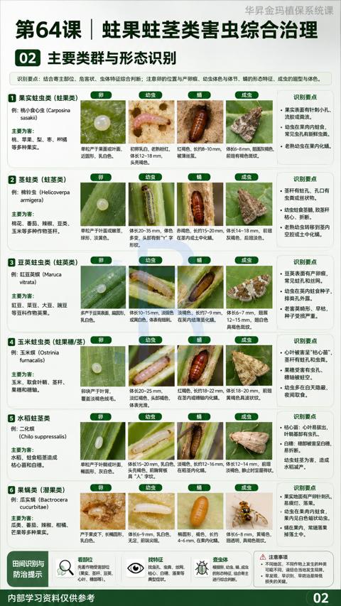 第64课| 蛀果蛀茎类害虫综合治理（识别要点）｜华昇金玛植保系统课技术图