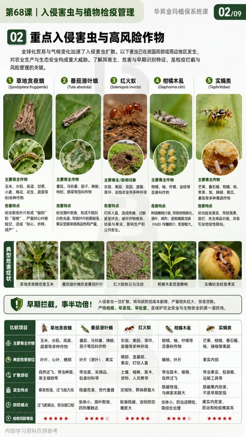 重点入侵害虫与高风险作物（对农业生产与生态安全构成重大威胁。了解其寄主、危害与早期识别特征，是检疫拦截与）｜华昇金玛植保系统课技术图