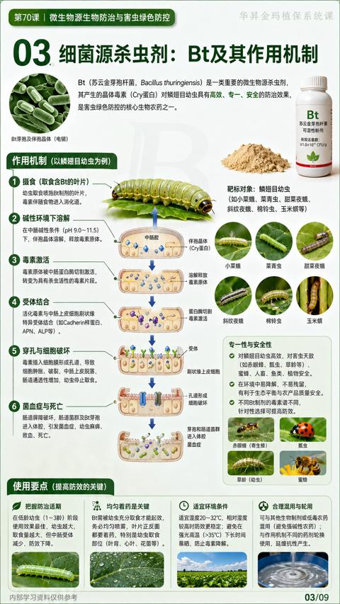 03 细菌源杀虫剂：Bt及其作用机制（特异受体结合（如Cadherin样蛋白）｜华昇金玛植保系统课技术图