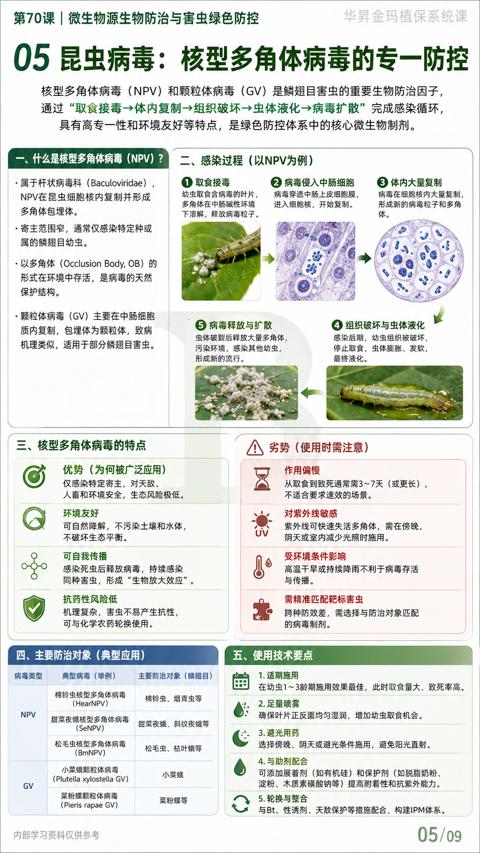 05 昆虫病毒：核型多角体病毒的专一防控（具有高专一性和环境友好等特点，是绿色防控体系中的核心微生物制剂）｜华昇金玛植保系统课技术图