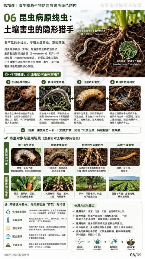 土壤害虫的隐形猎手（主要包括斯氏线虫属（Steinernema）和异小杆）｜华昇金玛植保系统课技术图