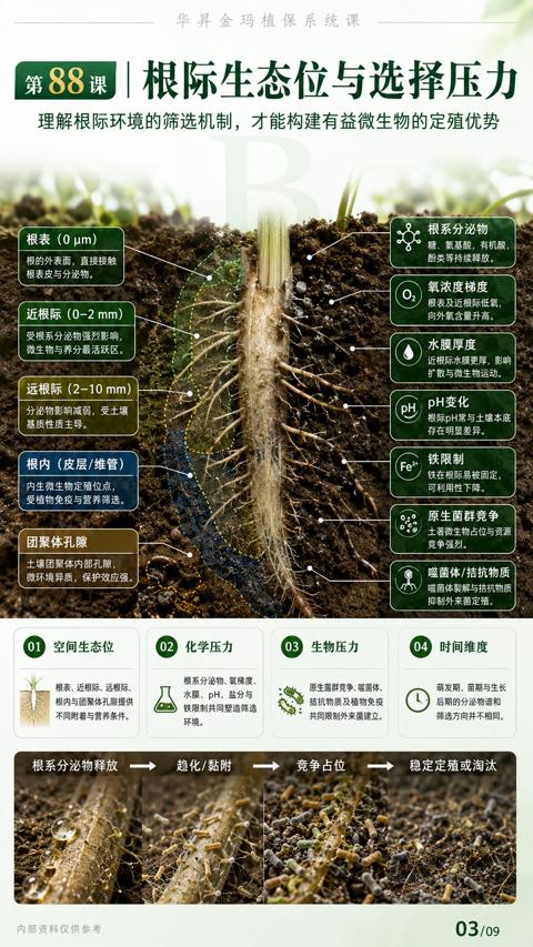 第88课| 根际生态位与选择压力（理解根际环境的筛选机制，才能构建有益微生物的定殖优势）｜华昇金玛植保系统课技术图