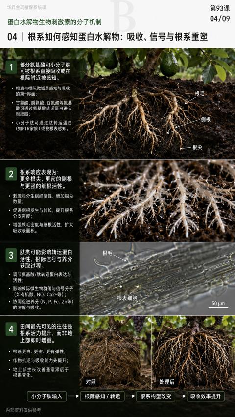 04 根系如何感知蛋白水解物：吸收、信号与根系重塑｜华昇金玛植保系统课技术图