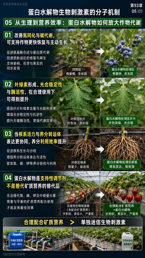 蛋白水解物生物刺激素的分子机制｜华昇金玛植保系统课技术图