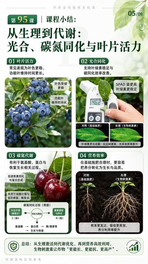 光合、碳氮同化与叶片活力（总结）｜华昇金玛植保系统课技术图
