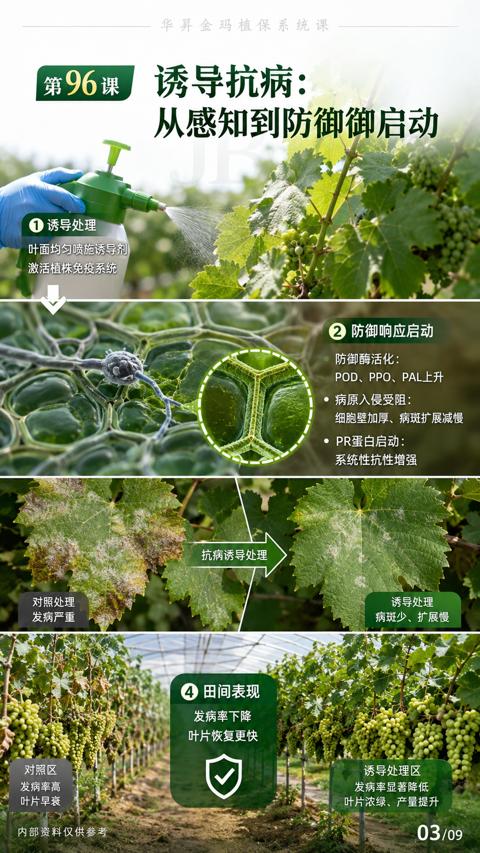 诱导抗病（细胞壁加厚、病斑扩展减慢）｜华昇金玛植保系统课技术图